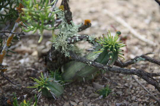 Слика од Euphorbia nesemannii R. A. Dyer