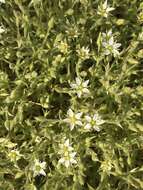 Image of brittle sandwort