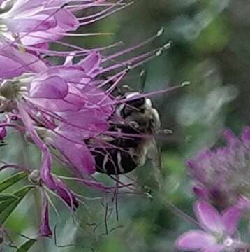 Image of Anthophora walshii Cresson 1869