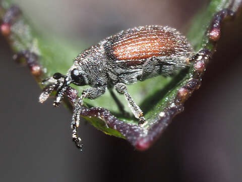 Image of Rhinusa bipustulata (Rossi & P. 1792)