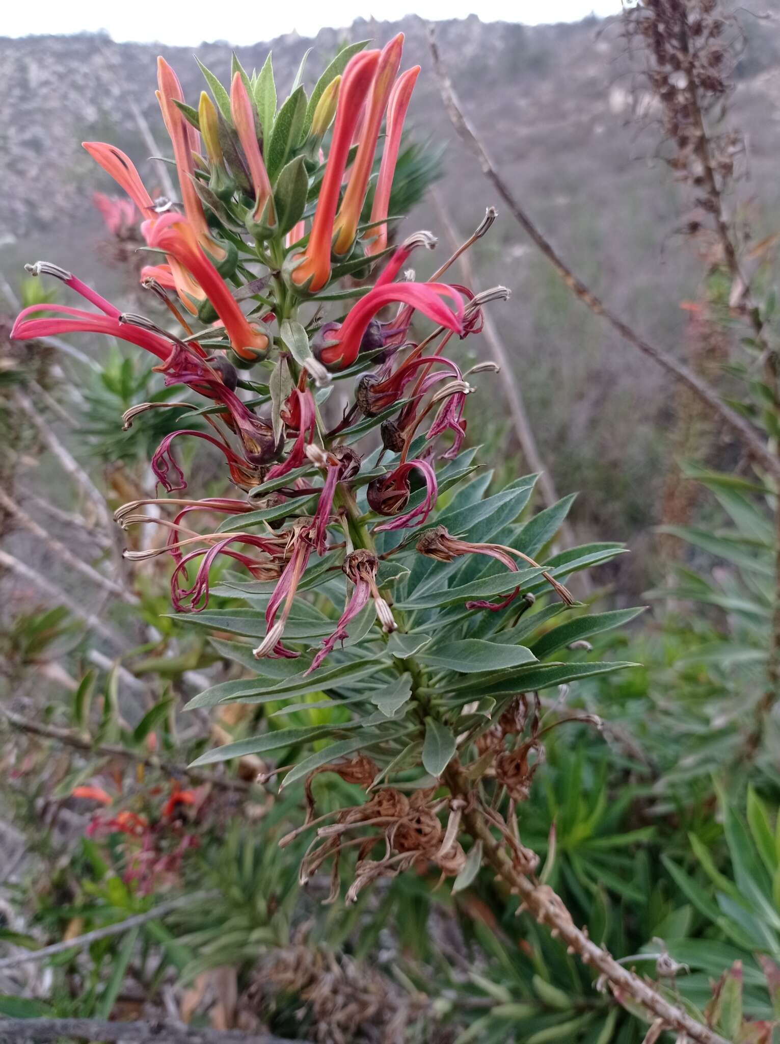 Слика од Lobelia excelsa Bonpl.