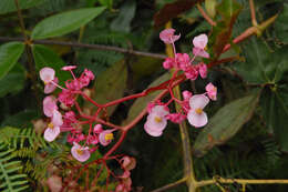 Image of Begonia bracteosa A. DC.