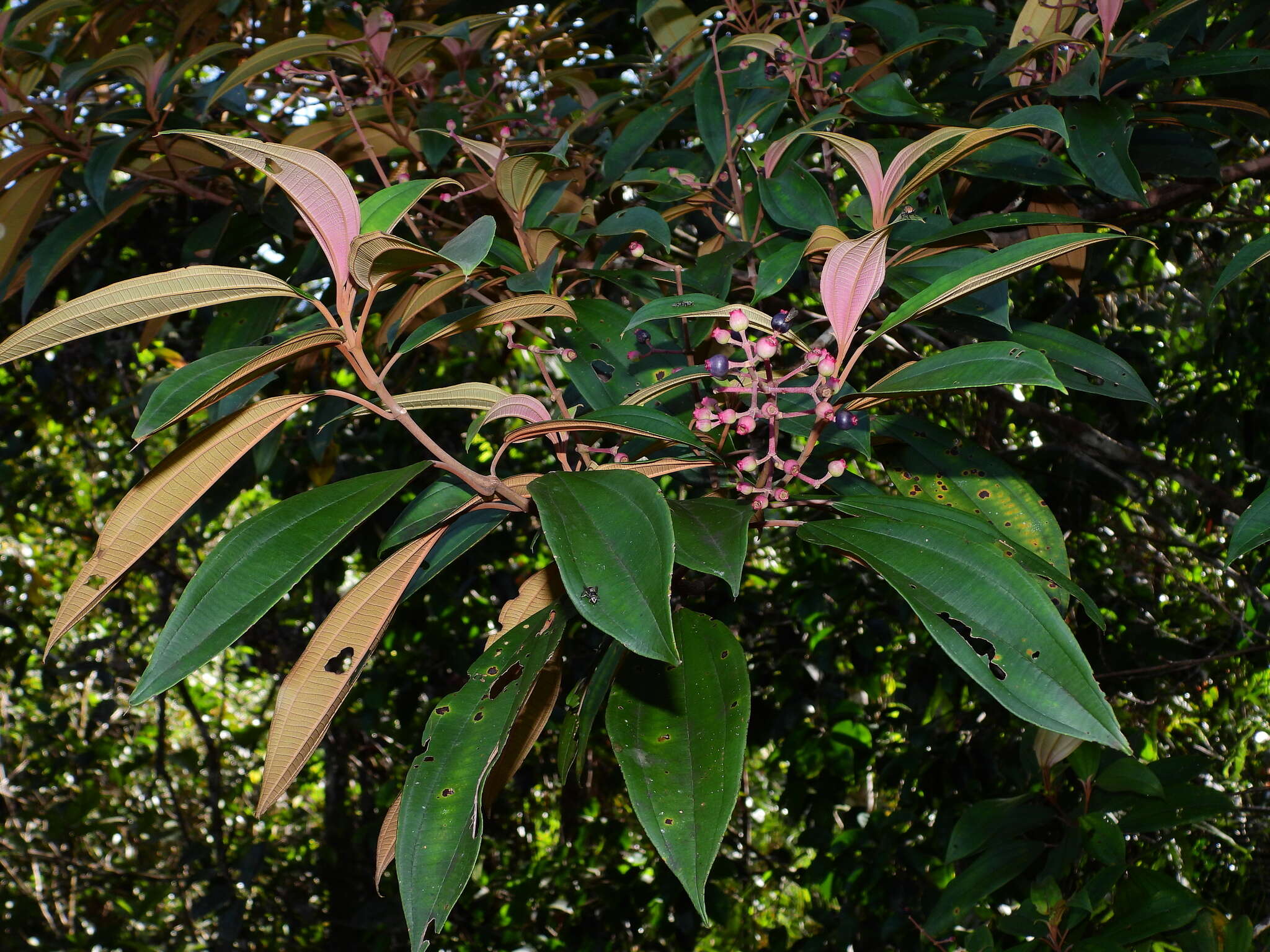 Imagem de Miconia mirabilis (Aubl.) L. O. Williams