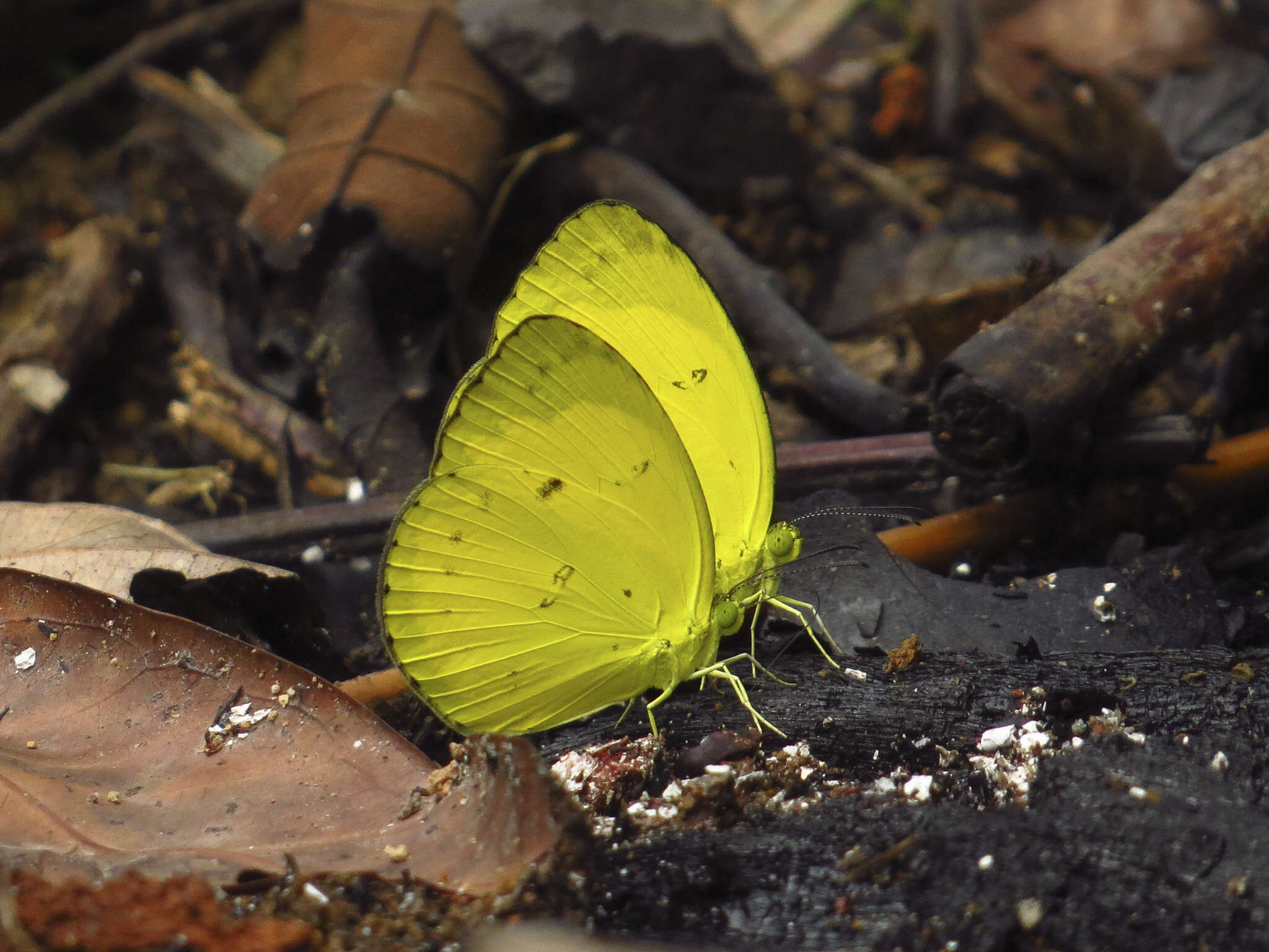 Imagem de Eurema nicevillei (Butler 1898)