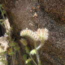 Image of Phacelia hirtuosa A. Gray