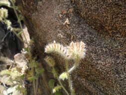 Image of Phacelia hirtuosa A. Gray