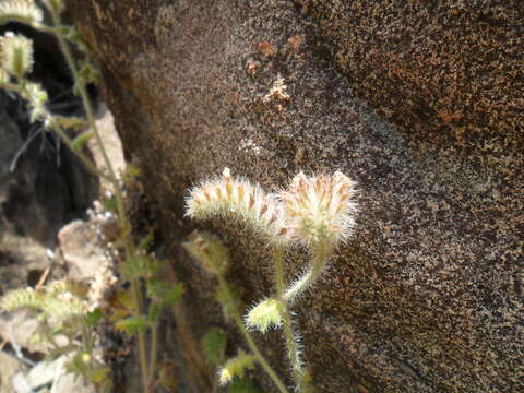 Image de Phacelia hirtuosa A. Gray