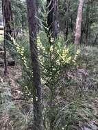 Acacia stricta (Andrews) Willd.的圖片