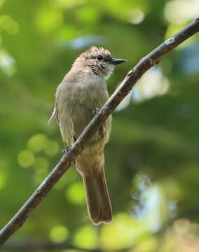 Image of Ansorge's Greenbul