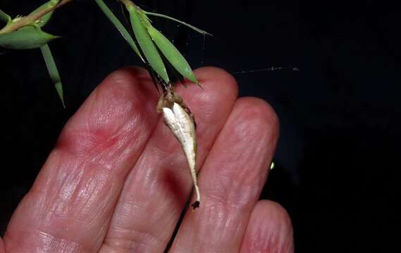 Image of Scorpion Tailed Spider