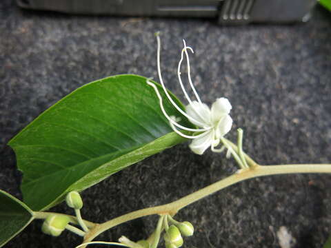 Image of Capparis quiniflora DC.