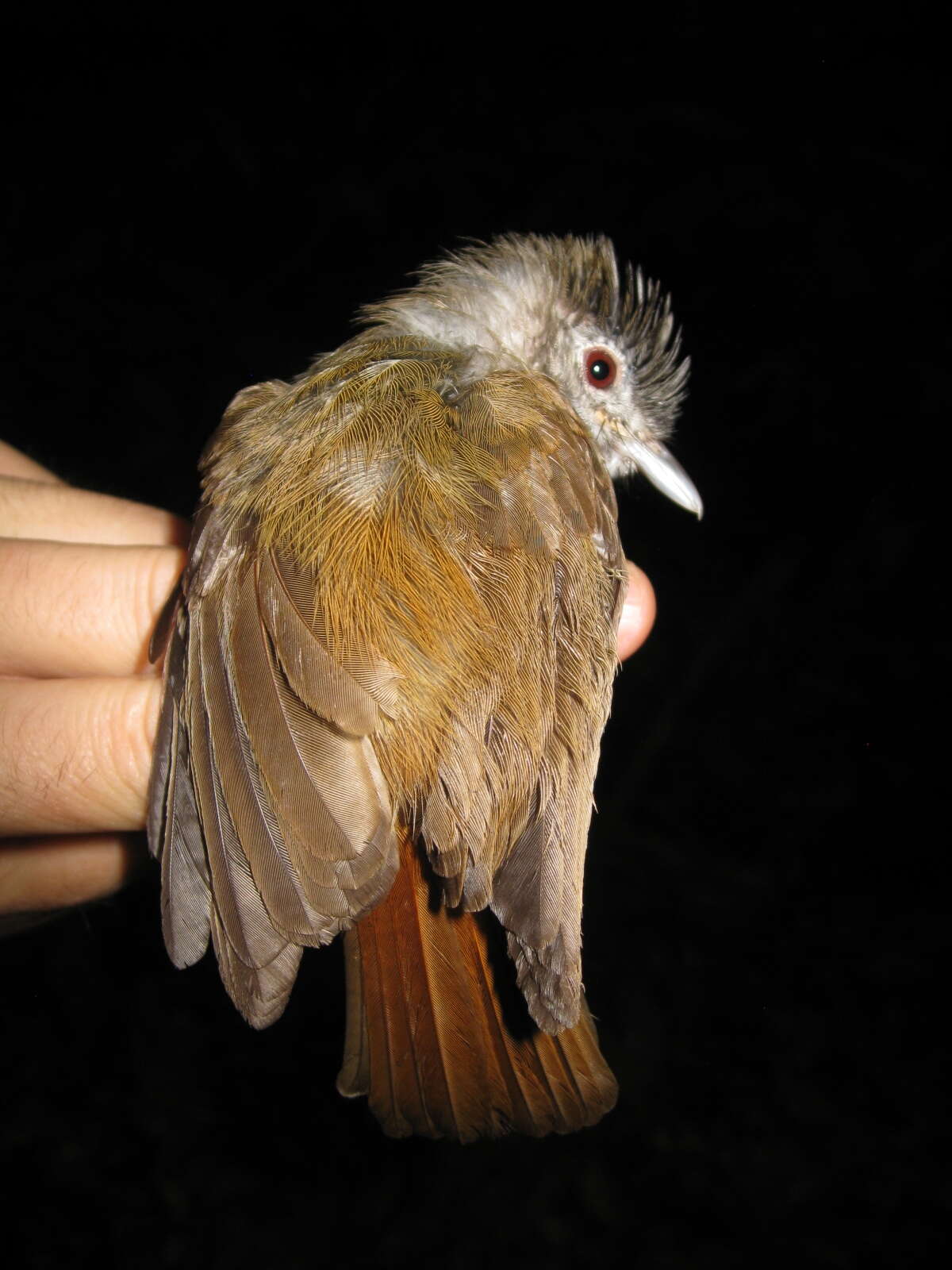 Image of Sooty-capped Babbler