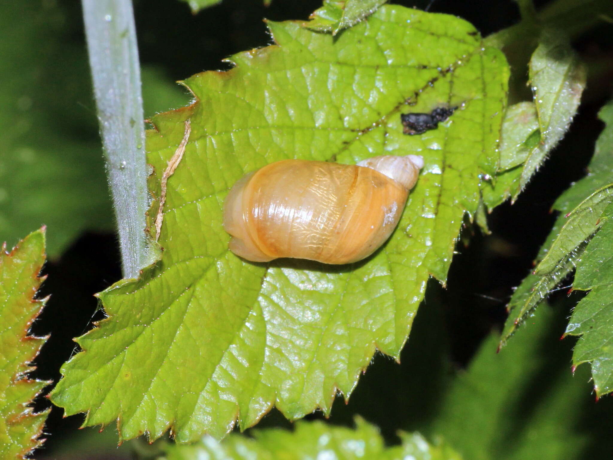 Image of amber snail