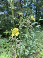 Image de Silphium mohrii Small