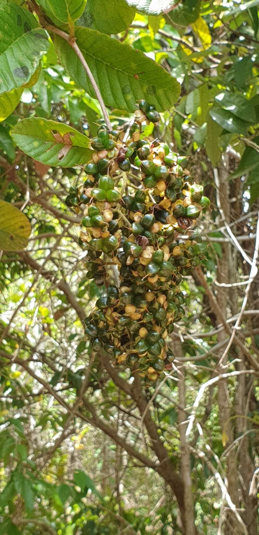 Image of Tetracera madagascariensis Willd. ex Schltdl.