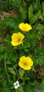 Image of Caltha-Leaf Avens