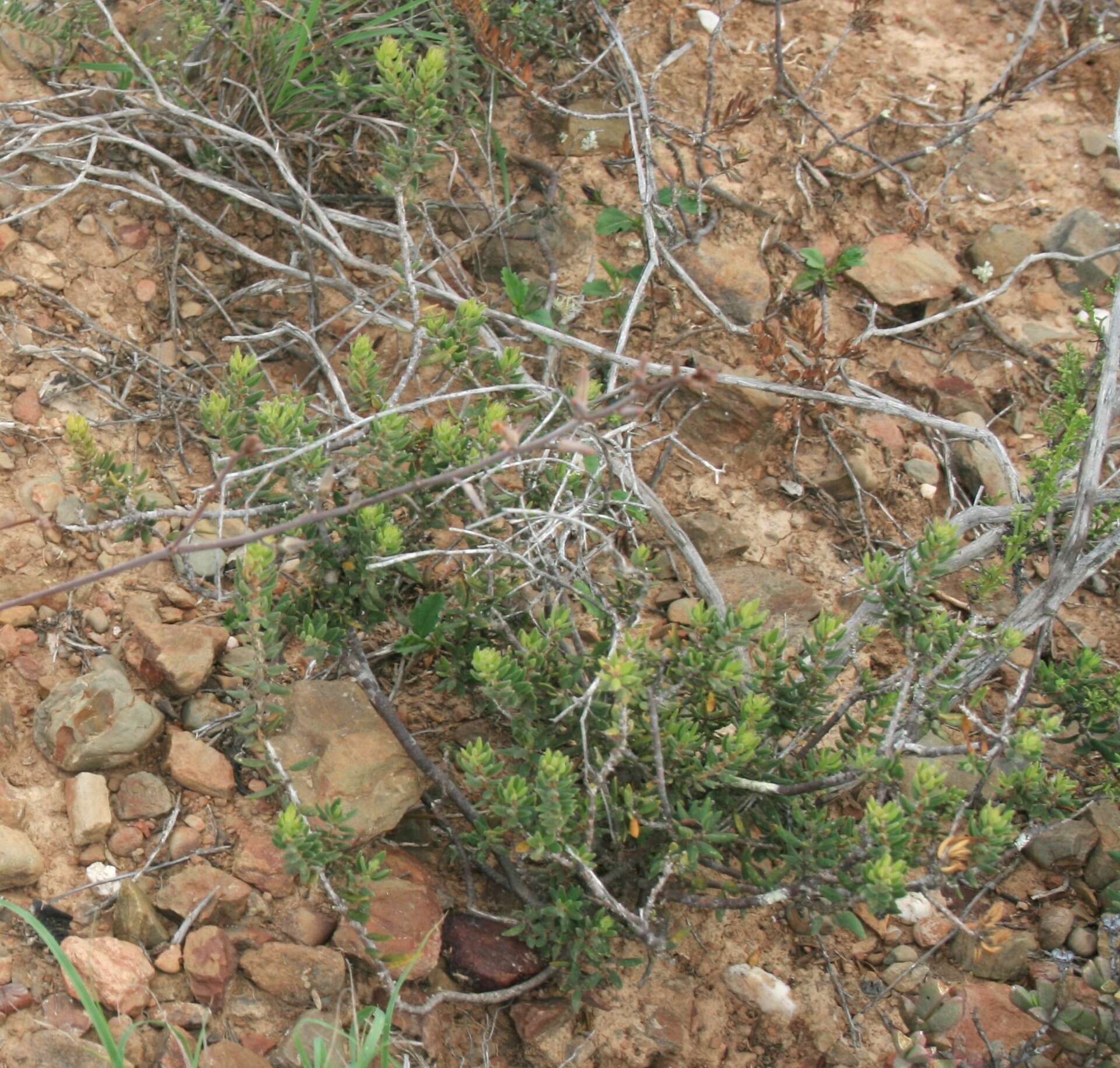 Image of Agathosma foetidissima (Bartl. & Wendl.) Steud.