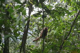 Image of Ecuadorian capuchin