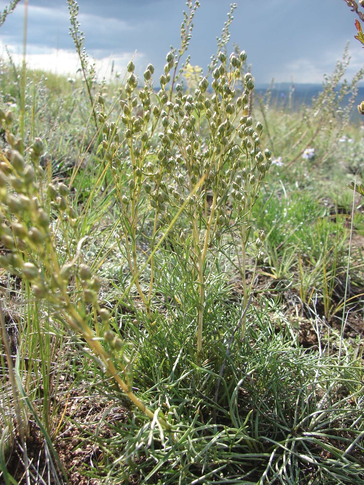 Artemisia pubescens var. monostachya (Bunge ex Maxim.) Y. R. Ling resmi