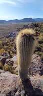 Imagem de Echinopsis tarijensis (Vaupel) H. Friedrich & G. D. Rowley