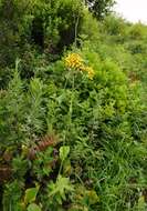 Image of Ligularia schmidtii (Maxim.) Makino