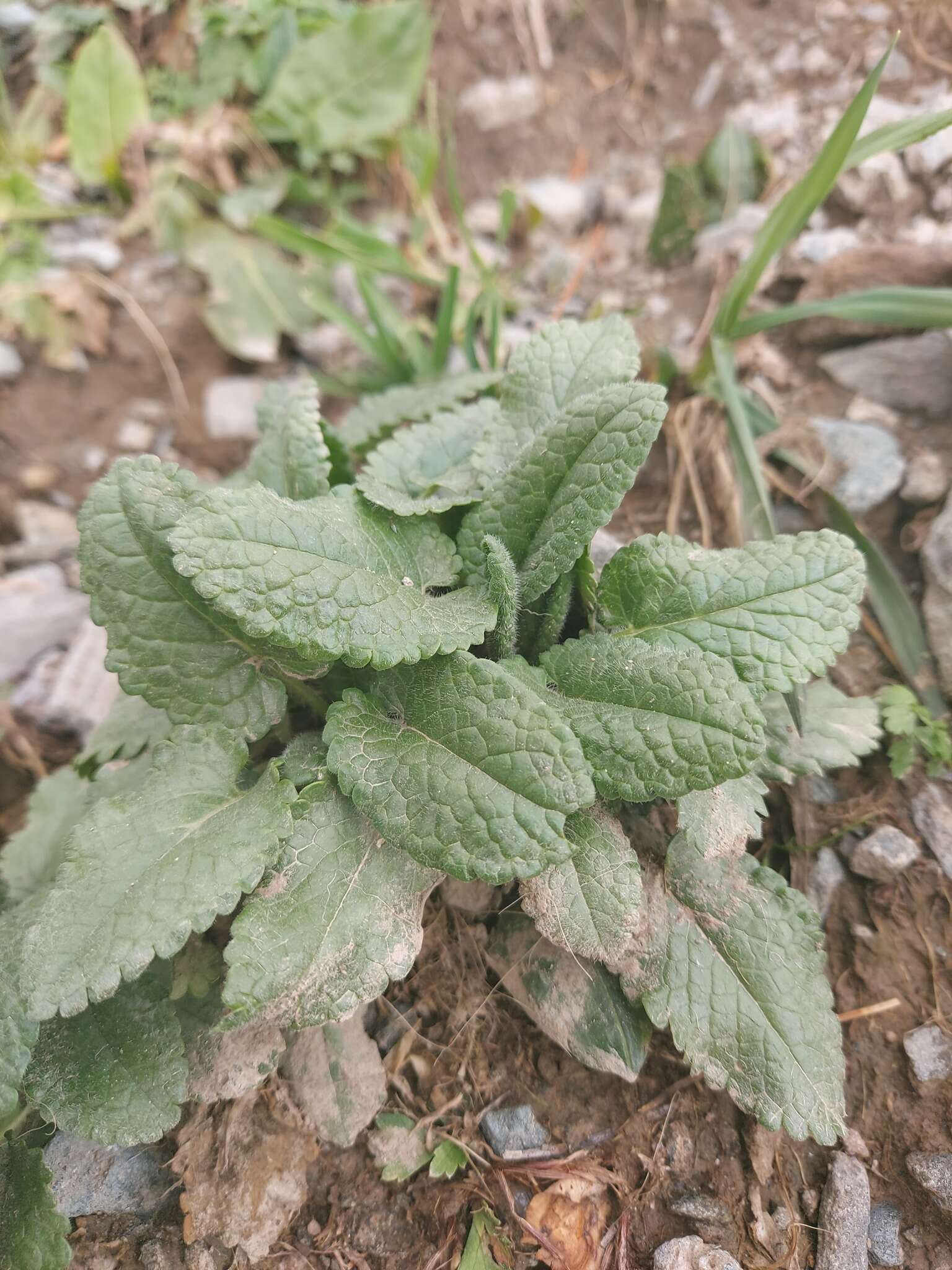 Dracocephalum grandiflorum L. resmi