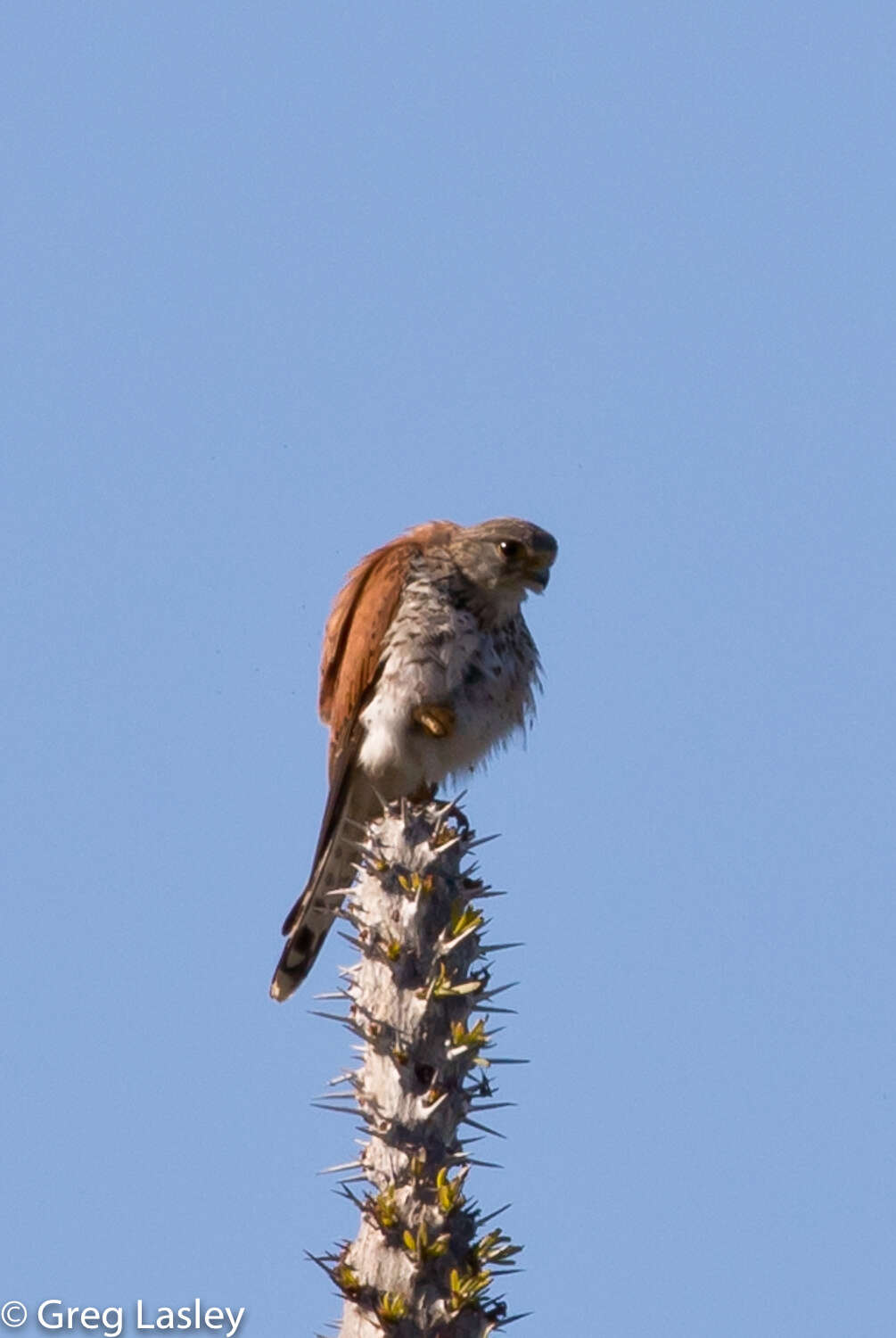 Image of Madagascar Kestrel