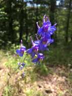 Image of glade larkspur