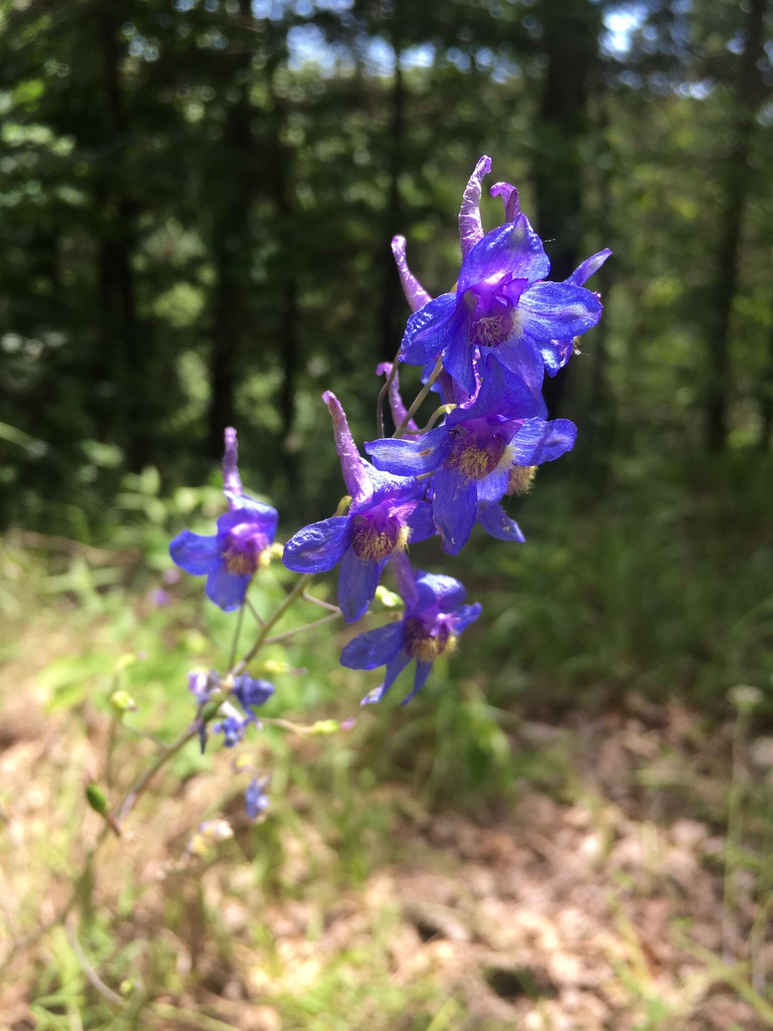 Image of glade larkspur