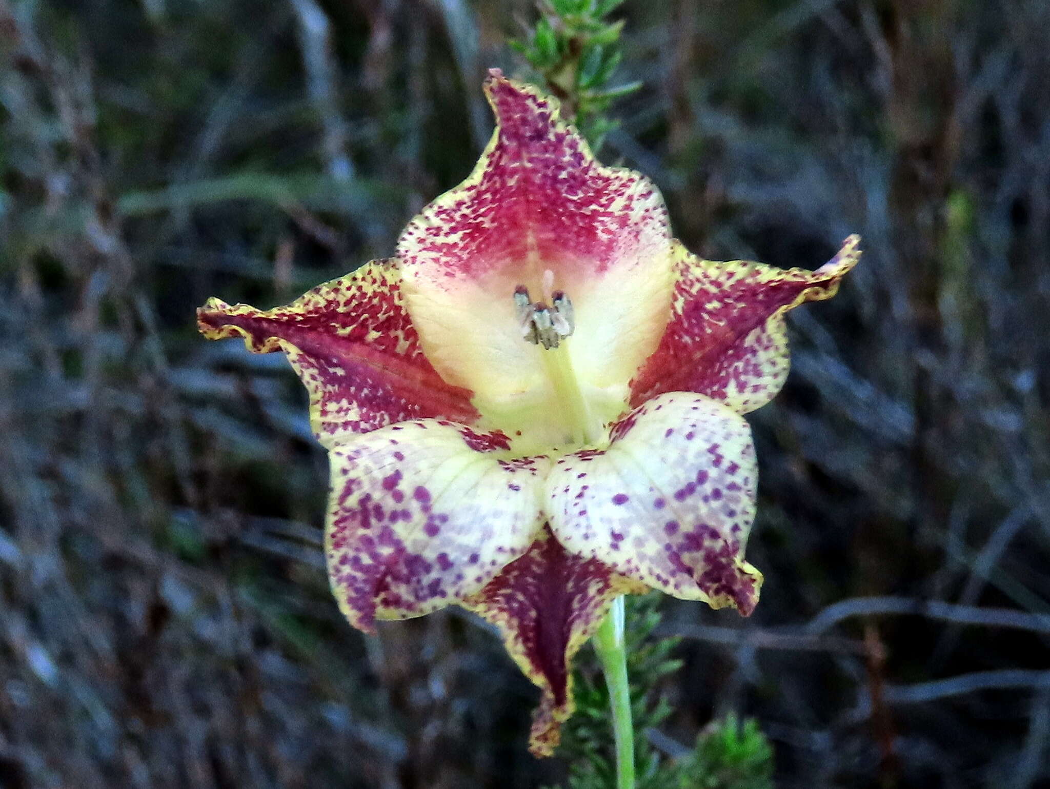 Plancia ëd Gladiolus maculatus Sweet