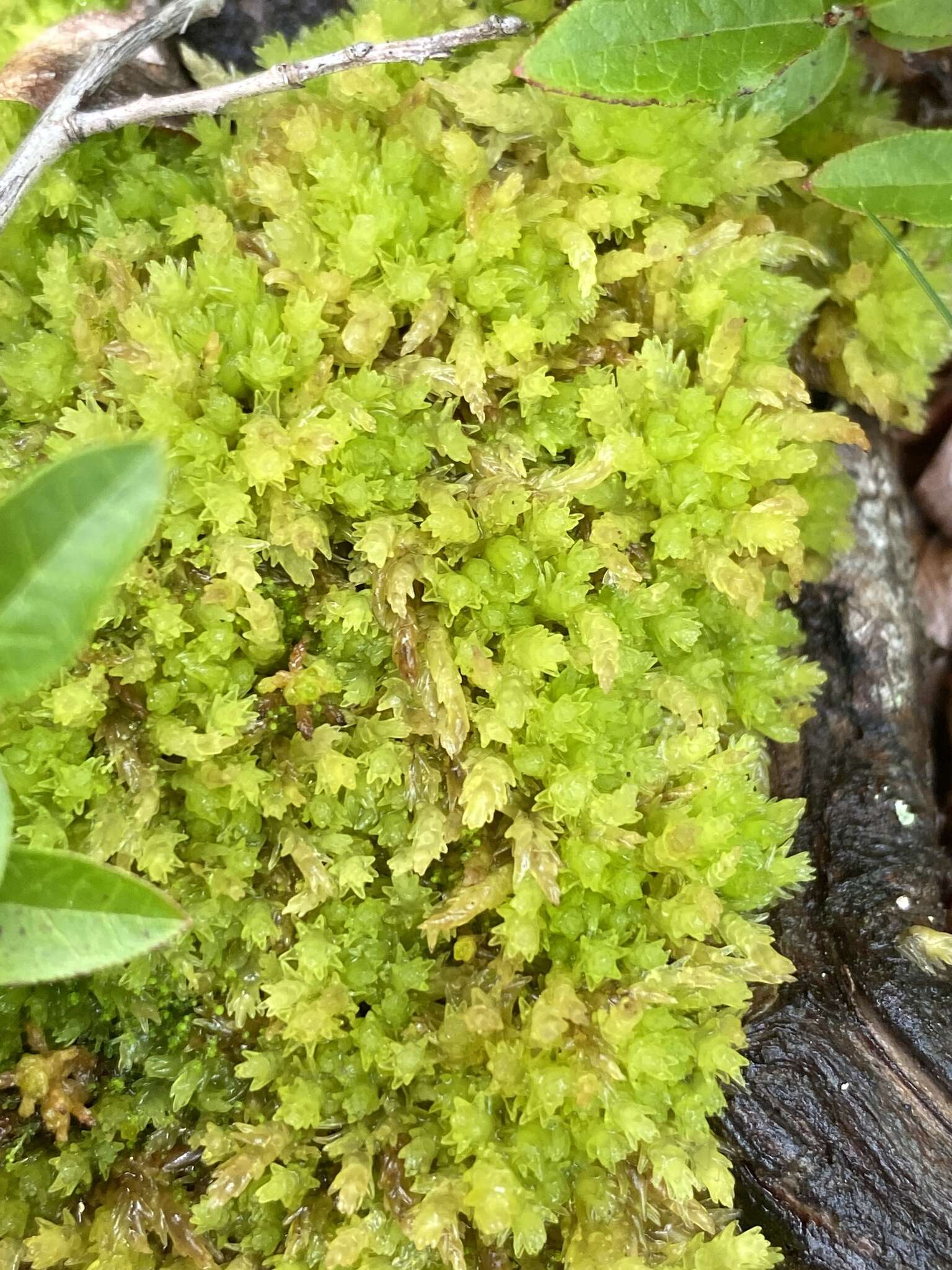 Image of Low sphagnum moss