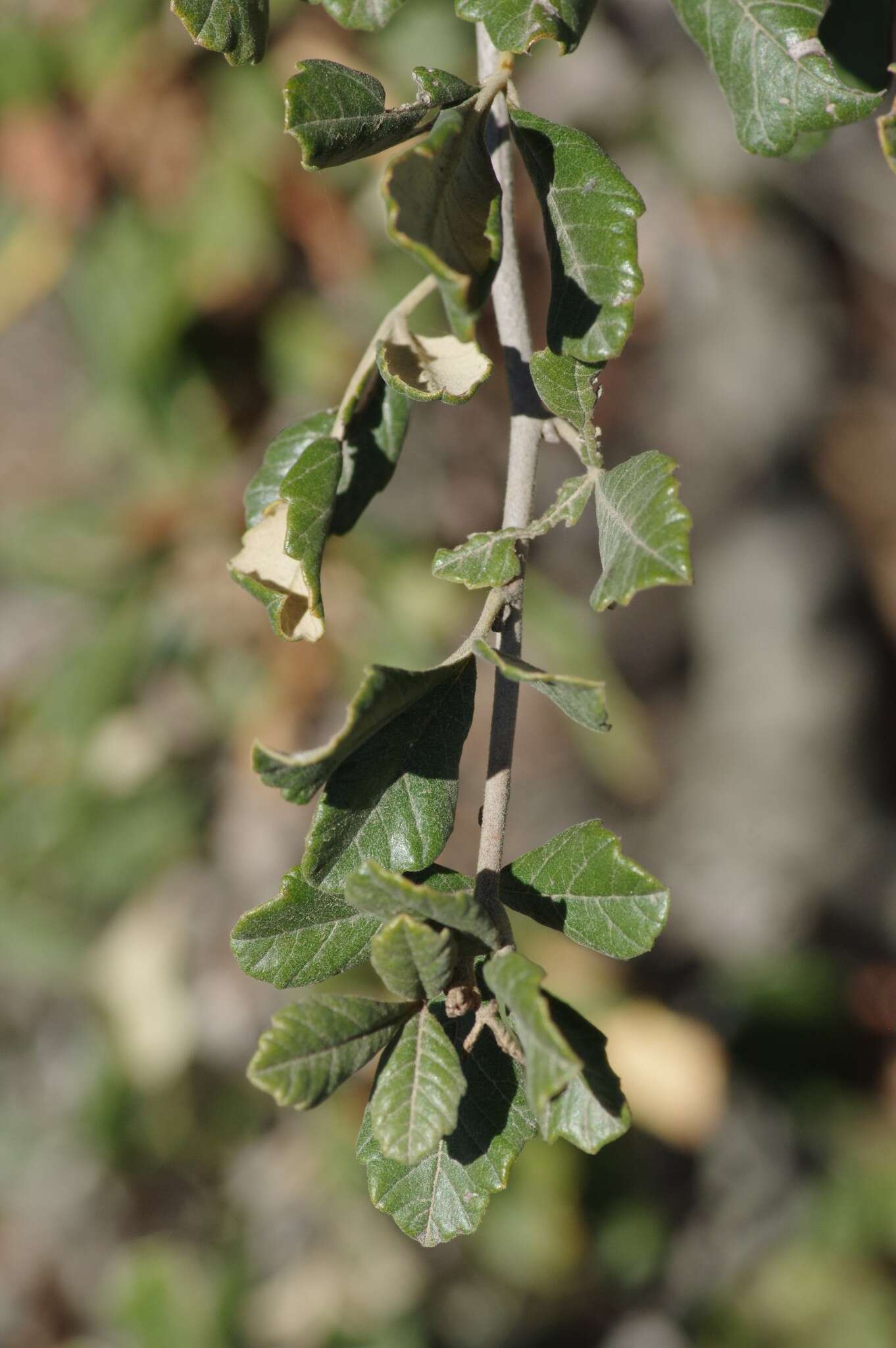 Image of Searsia incisa (L. fil.) F. A. Barkley