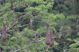 Image of Russet-backed Oropendola