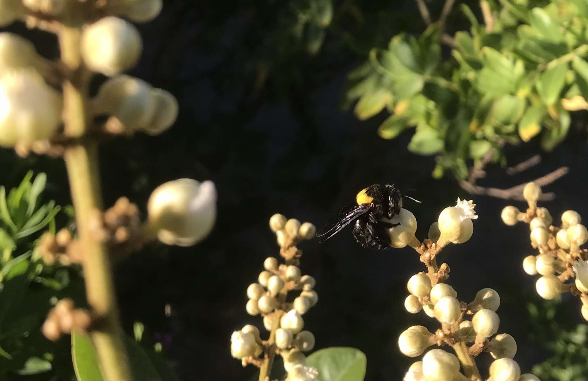 Plancia ëd Xylocopa flavicollis (De Geer 1778)