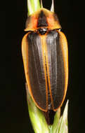 Image of Pyractomena angulata (Say 1825)