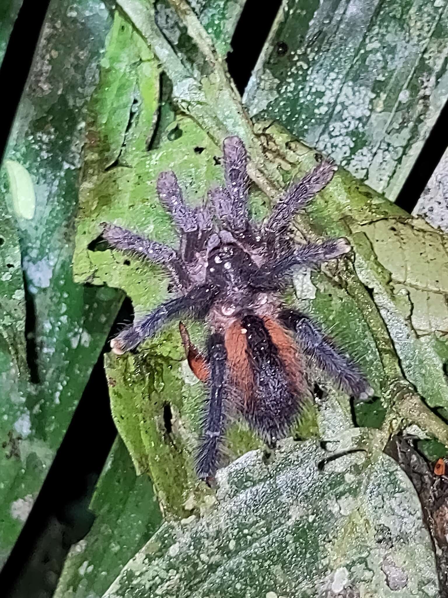 Image of Avicularia hirschii Bullmer, Thierer-Lutz & Schmidt 2006