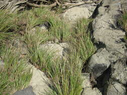 Image of Cumberland Sand-Reed