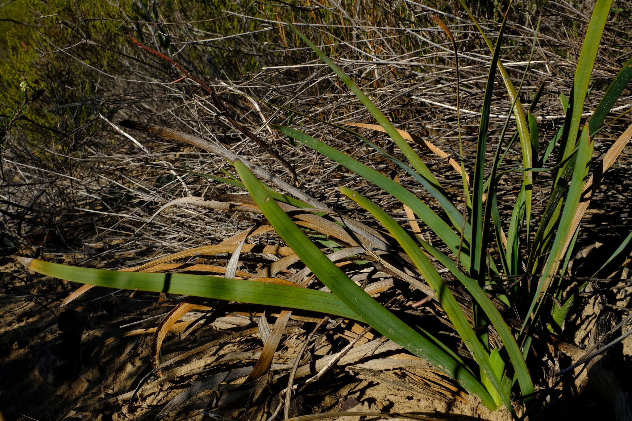 Image of Corymbium glabrum L.