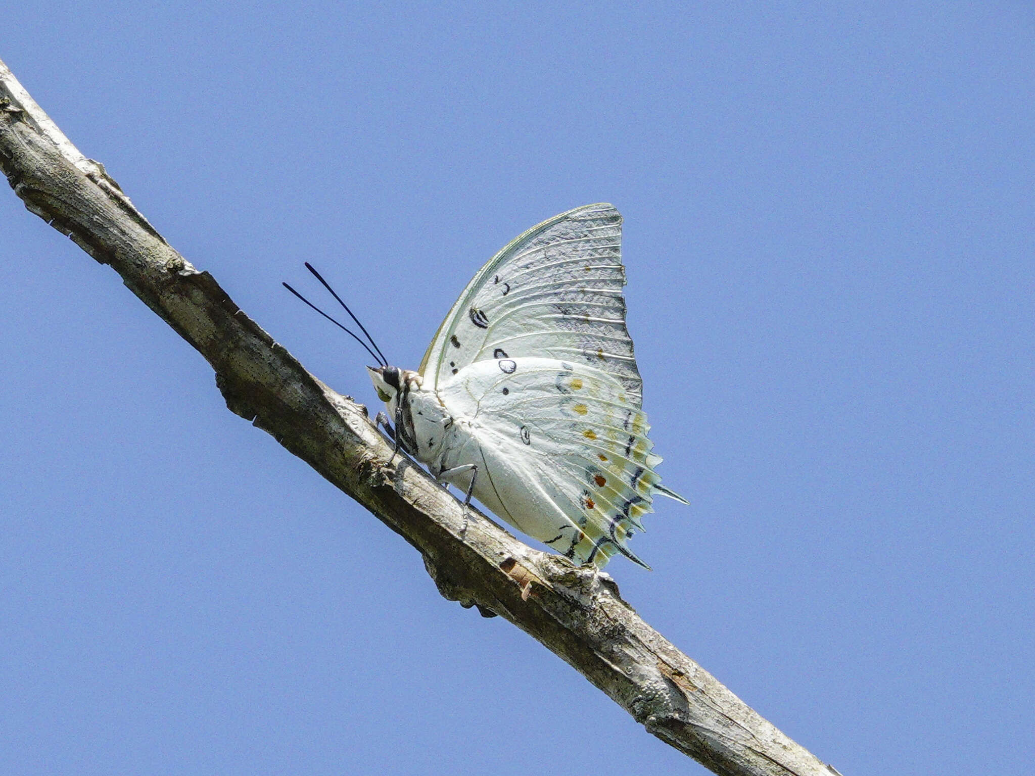 Image of Polyura delphis Doubleday 1843