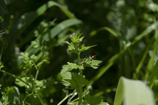 Imagem de Scrophularia peregrina L.