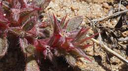 Image of knotweed spineflower