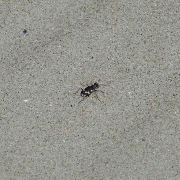 Image of Dune tiger beetle