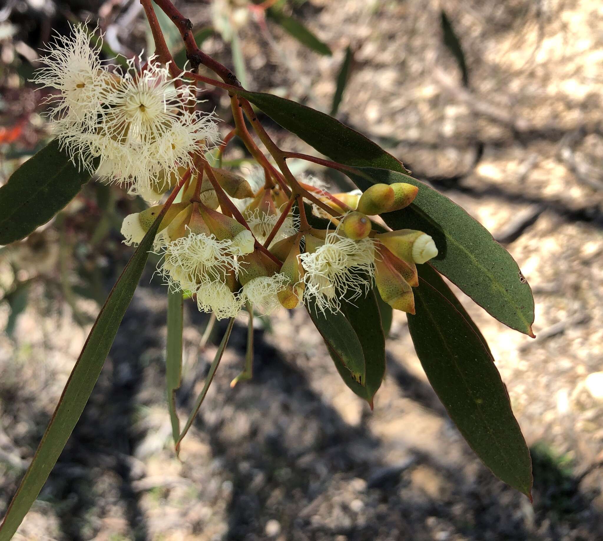 Image of Gooseberry Mallee