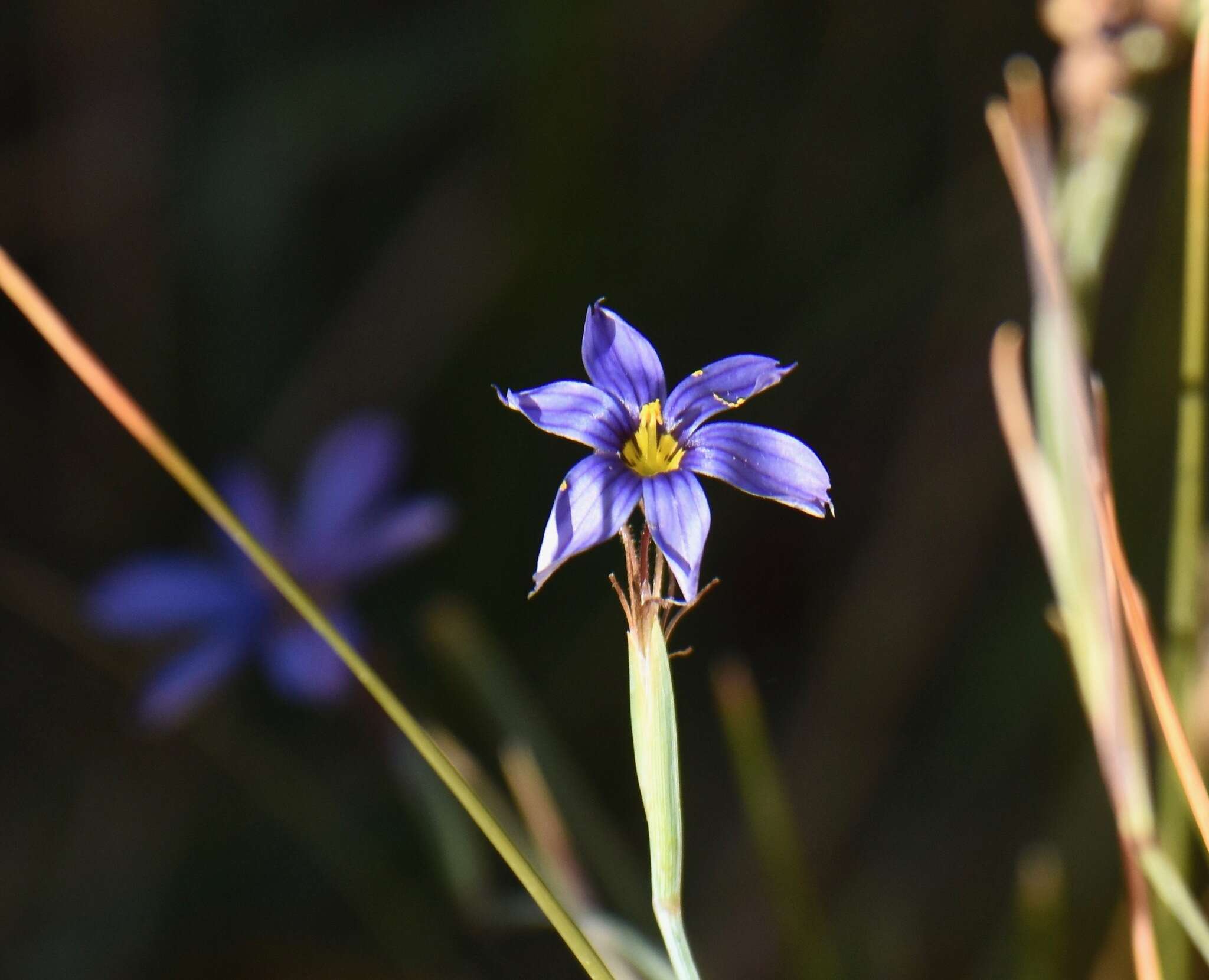 Image of Nevada Blue-Eyed-Grass