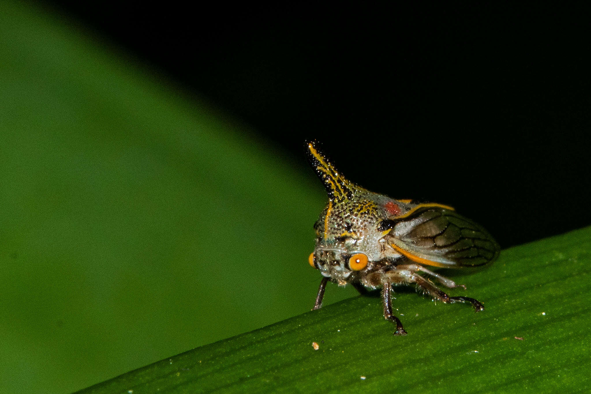 Image of Ramosella dominicensis Ramos 1979