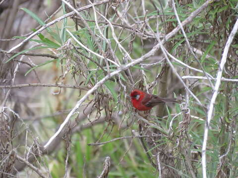 Image of Red Warbler