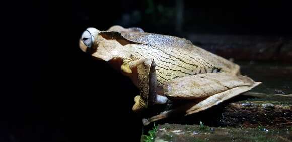 Image of File-Eared Tree Frog