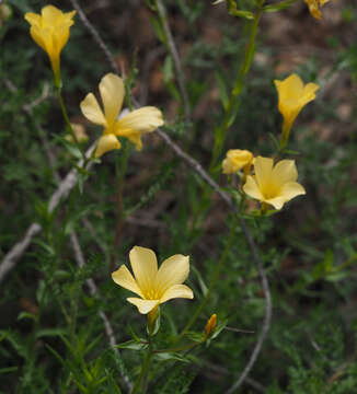 Imagem de Linum mucronatum Bertol.