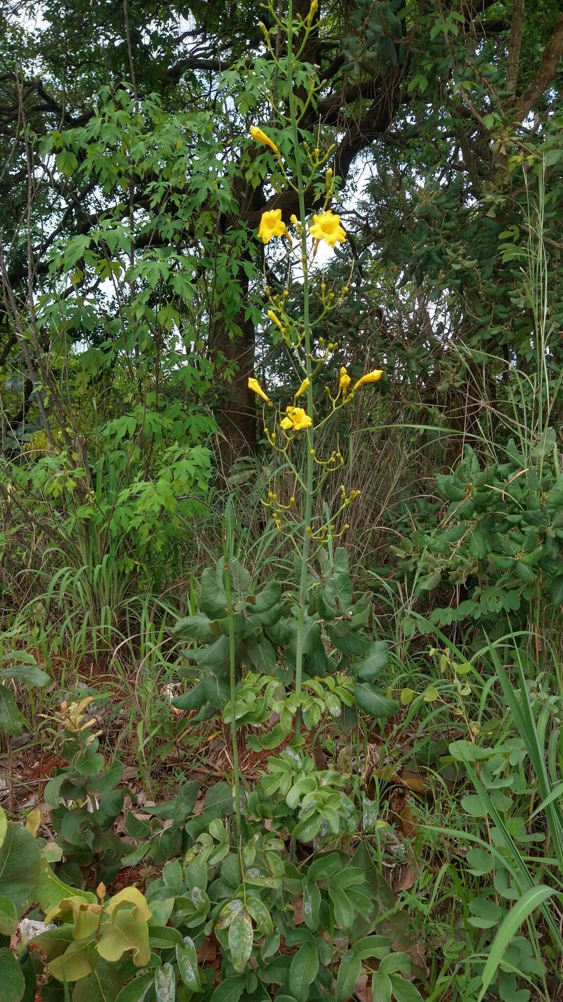 Imagem de Adenocalymma pedunculatum (Vell.) L. G. Lohmann