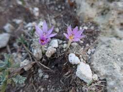 Image de Colchicum neapolitanum (Ten.) Ten.